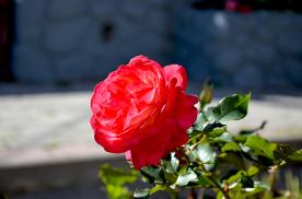 Image00007