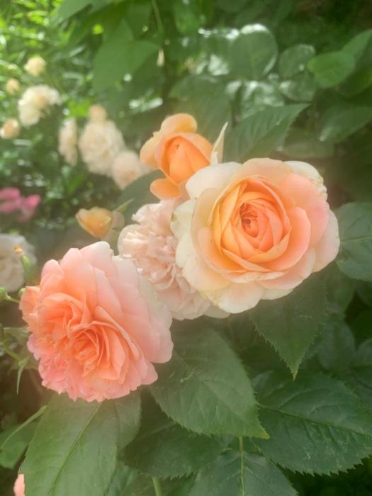 62420716-8f3c-49b4-a70a-b0e409163b20