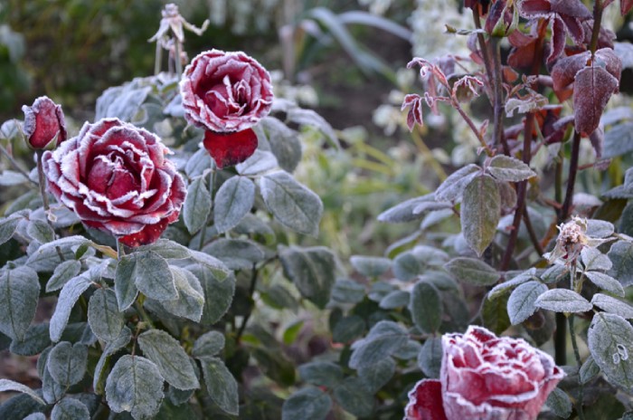 5a