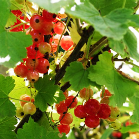 ��������, ��� � ������ �������