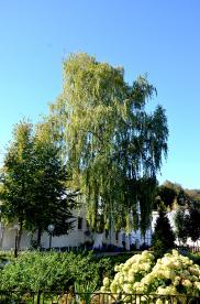 Image00014