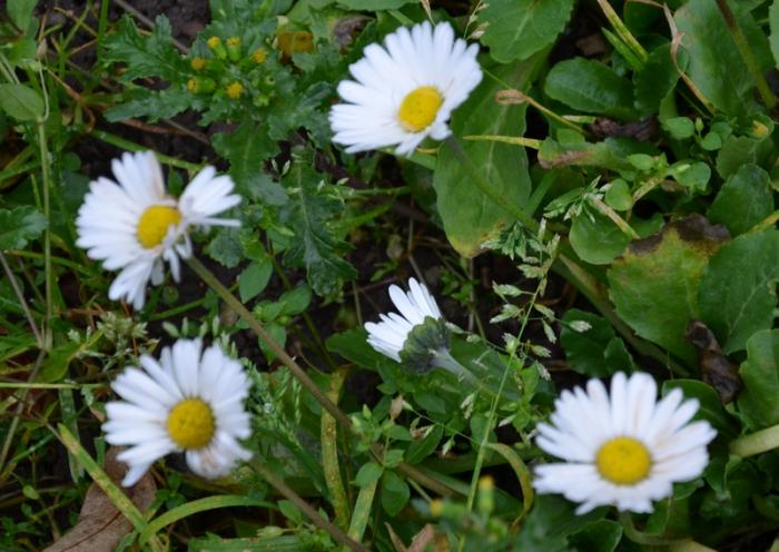 1abcd ������� �����