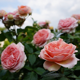 ���� � ������ �������