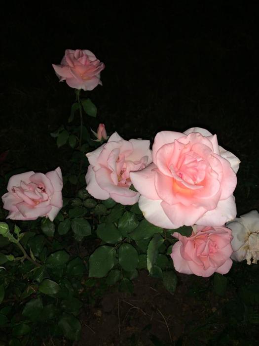 f63c988f-25cc-415f-8140-7466b04907c6