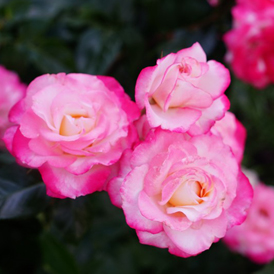 �������� ������� � ������ �������