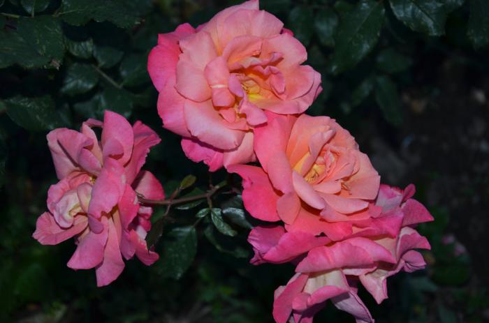 5abcd ���� � ���������� �������