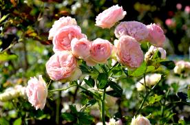 Image00010