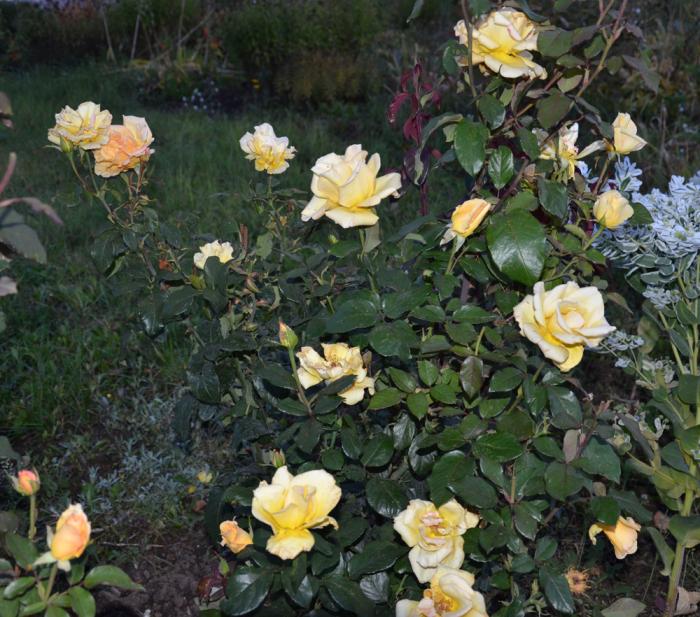 5abcde ���� � �������