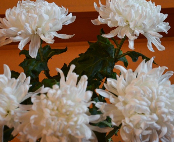 5a