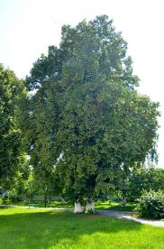 Image00010