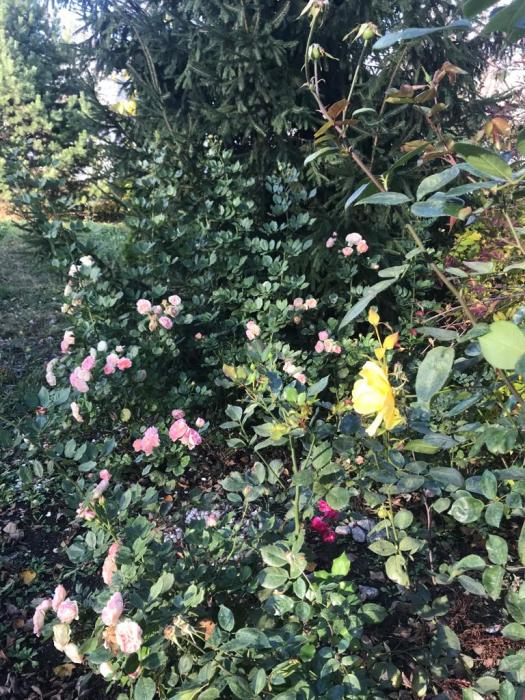 3a67e3dd-6e8f-45be-bb01-71519c6abba2