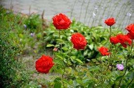Image00011