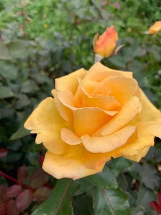 233f8a07-09b1-48e6-bd2c-078d084a890e