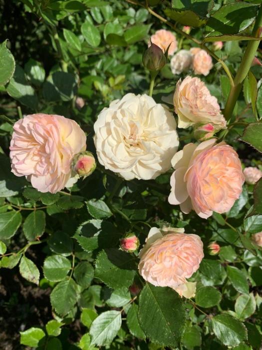 aaf679b9-e627-43dc-8ae4-1b37041085eb