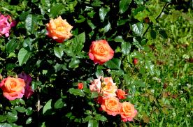 Image00008